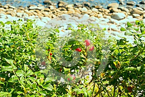 Green wild rose Bush by the sea.