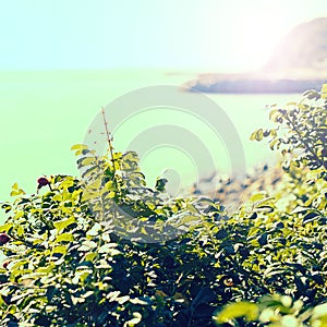 Green wild rose Bush by the sea.