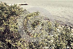 Green wild rose Bush by the sea.