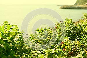 Green wild rose Bush by the sea.