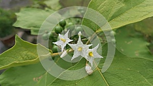 The green wild Solanum torvum plant