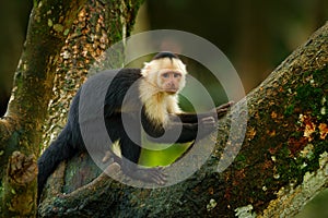 Green wildlife of Costa Rica. Black monkey White-headed Capuchin sitting on the tree branch in the dark tropic forest. Monkey Whit