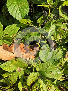 Green wildlife and leaves nature