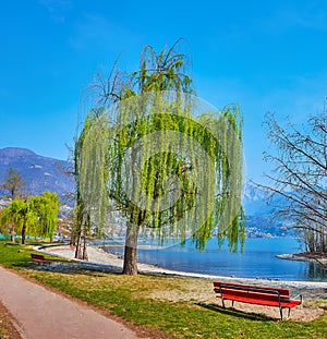 The green willow on the bank of Lake Maggiore, Locarno, Switzerland