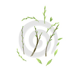 Green willow branch with leaves watercolor isolated on white background. Hand drawn Easter illustration. Art for design