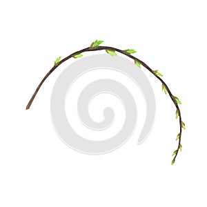 Green willow branch watercolor isolated on white background. Hand drawn Easter illustration. Art for design wreath