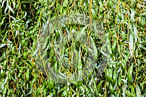 Green willow branches in autumn park close-up