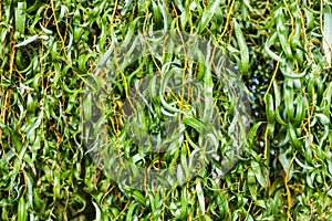 Green willow branches in autumn park close-up