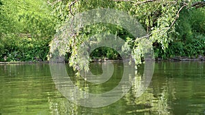 Green willow branches swaying in the wind over the water of the river in the Park. Beautiful nature summer landscape.