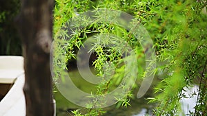 Green willow branches on a tree