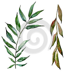 Green willow branches. Watercolor background illustration set. Isolated branch illustration element.