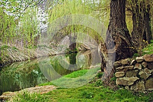 Green Willow Early Spring Reflected in the River