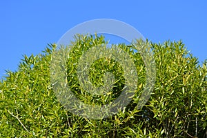 Green willow foliage against blue sky. Branches with young leaves