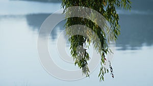 Green willow foliage swaying wind over water surface. Sprigs hanging over lake.