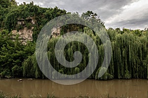 Green willows growing above the water of a muddy yellow river near the rocks.