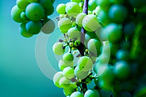 Green wine grape cluster