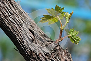 Green wine grape leaf