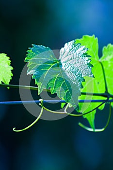 Green wine grape leaf
