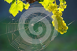 Green Wine Grape And Spider Web