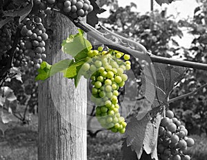 Green Wine Grapes