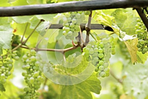 Green wine grapes