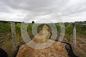 Green Wine grapes growing in a Vineyard