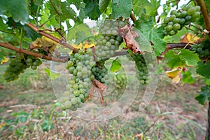 Green Wine grapes growing in a Vineyard