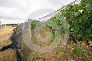 Green Wine grapes growing in a Vineyard