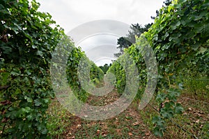 Green Wine grapes growing in a Vineyard