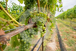 Green Wine grapes growing in a Vineyard