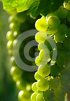 Green Wine Grapes In Vineyard