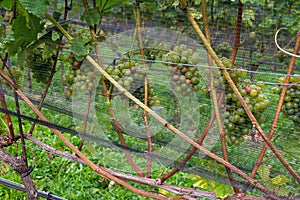 Green wine grapes. Vineyard agriculture, winery and farming concept