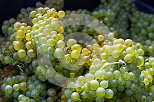 Green wine grapes. Vineyard agriculture, winery and farming concept