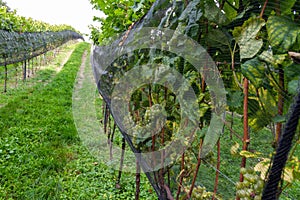 Green wine grapes. Vineyard agriculture, winery and farming concept