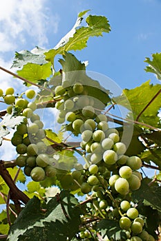 Green Wine Grapes