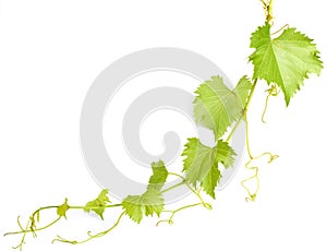 Green wine leaves