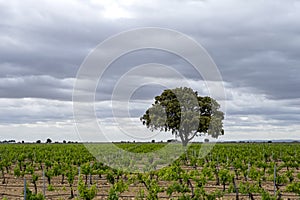 Green winemaking vineyard photo
