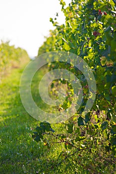 Green wineyard background