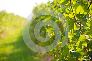 Green wineyard background