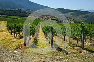 Green Wineyards in Tuscany, Chianti, Italy