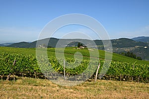 Green Wineyards in Tuscany, Chianti, Italy