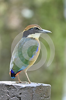 Green wing with brown belly and dirty large beak bird standing over cement pole in park