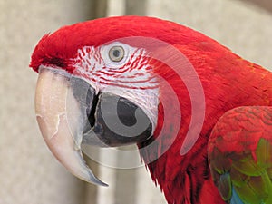 Green Wing Macaw 2