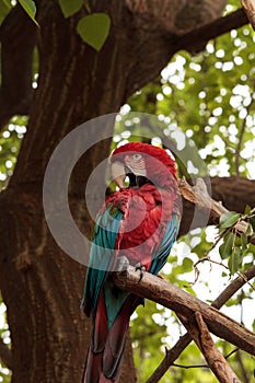 Green wing macaw Ara chloropterus