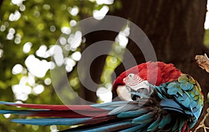 Green wing macaw Ara chloropterus