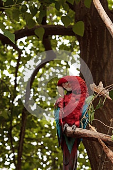 Green wing macaw Ara chloropterus