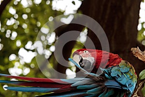 Green wing macaw Ara chloropterus