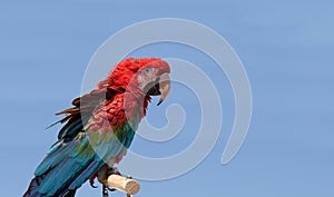 Green wing Macaw parrot bird Ara chloropterus