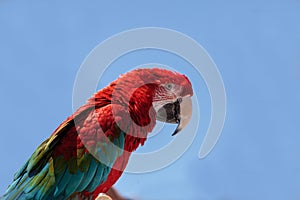 Green wing Macaw parrot bird Ara chloropterus