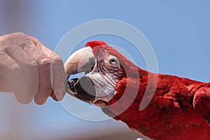 Green wing Macaw parrot bird Ara chloropterus